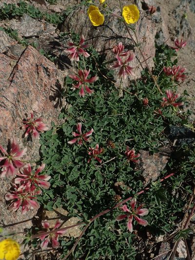 Trifolium haydenii, photographed by Mitch Van Dyke