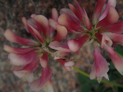 Trifolium haydenii, photographed by Mitch Van Dyke