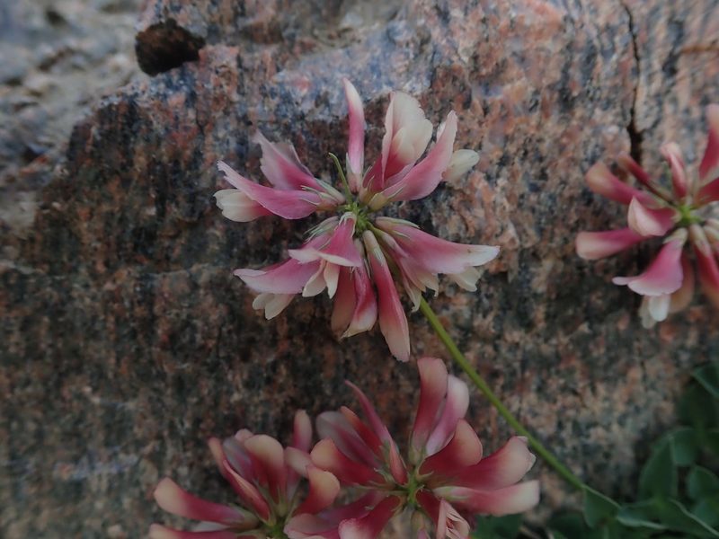 Trifolium haydenii, photographed by Mitch Van Dyke