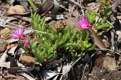 Ruschia rubricaulis, photographed by Tony Rebelo