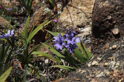 Babiana fragrans, photographed by Tony Rebelo