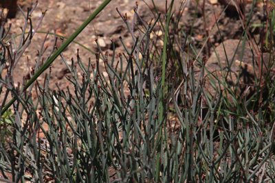 Euphorbia tenax, photographed by Tony Rebelo