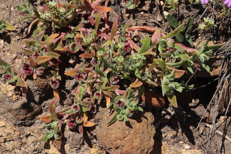 Cleretum papulosum, photographed by Tony Rebelo