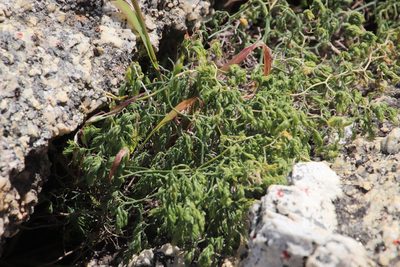 Asparagus declinatus, photographed by Tony Rebelo