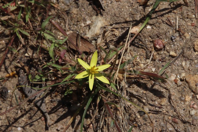 Pauridia serrata, photographed by Tony Rebelo