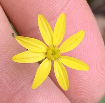 Croptilon divaricatum, photographed by natalie