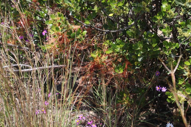 Cuscuta nitida, photographed by Tony Rebelo