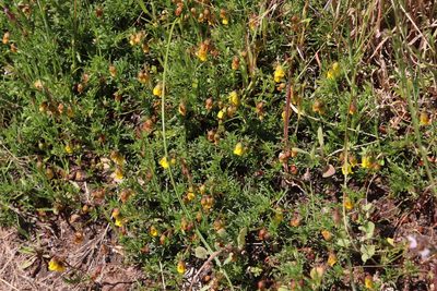 Hermannia pinnata, photographed by Tony Rebelo