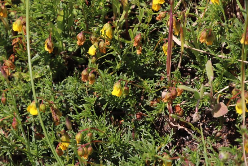 Hermannia pinnata, photographed by Tony Rebelo