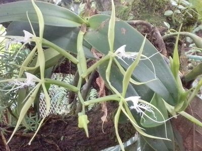 Epidendrum ciliare, photographed by Arthur de Jesús Chavarría Pérez