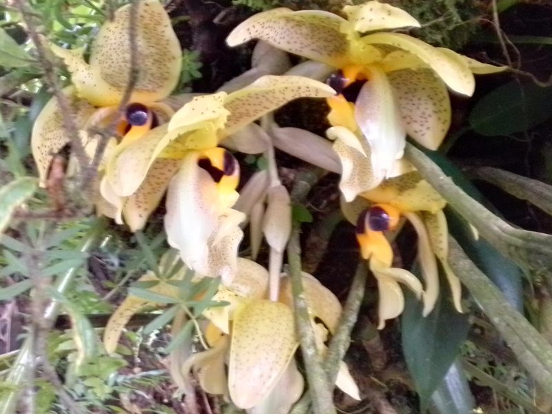 Stanhopea wardii, photographed by Arthur de Jesús Chavarría Pérez