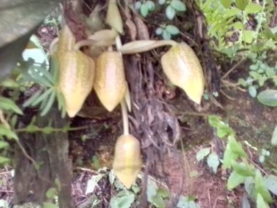 Stanhopea wardii, photographed by Arthur de Jesús Chavarría Pérez