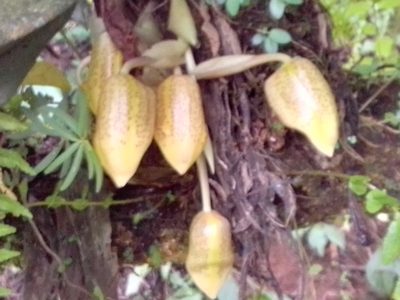 Stanhopea wardii, photographed by Arthur de Jesús Chavarría Pérez