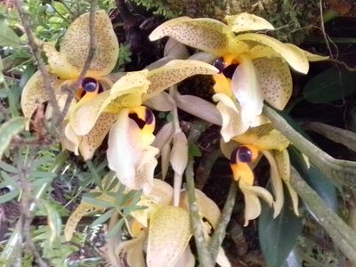 Stanhopea wardii, photographed by Arthur de Jesús Chavarría Pérez