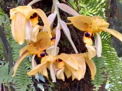 Stanhopea wardii, photographed by Arthur de Jesús Chavarría Pérez