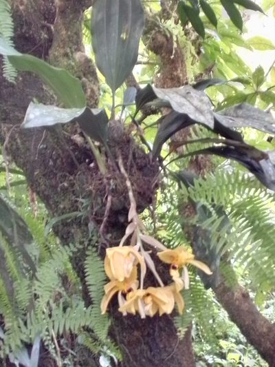 Stanhopea wardii, photographed by Arthur de Jesús Chavarría Pérez