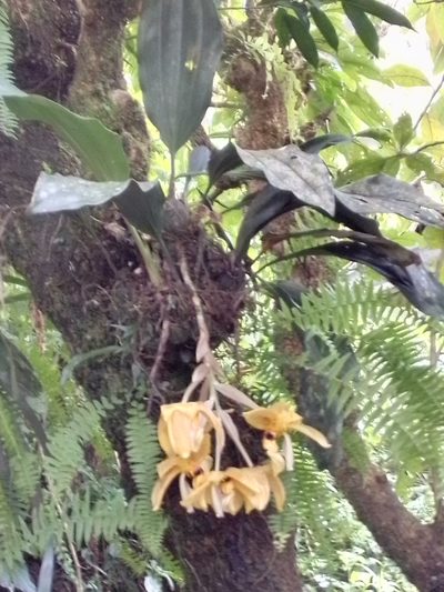 Stanhopea wardii, photographed by Arthur de Jesús Chavarría Pérez