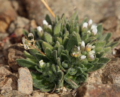Draba californica, photographed by Steve Matson