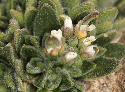Draba californica, photographed by Steve Matson