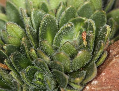 Draba californica, photographed by Steve Matson