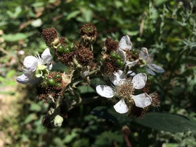 Rubus procerus, photographed by B. Phalan