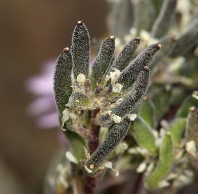Draba californica, photographed by Steve Matson