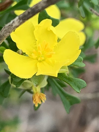 Hibbertia monogyna, photographed by Guy Taseski