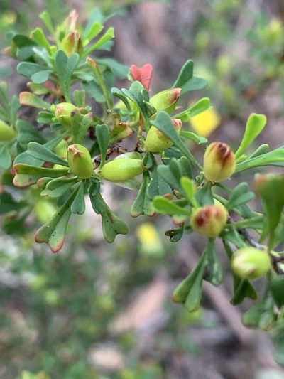 Hibbertia monogyna, photographed by Guy Taseski