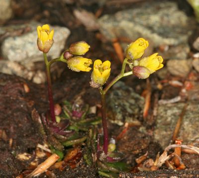 Draba carnosula, photographed by Steve Matson