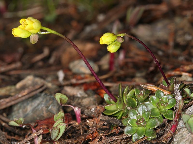 Draba carnosula, photographed by Steve Matson