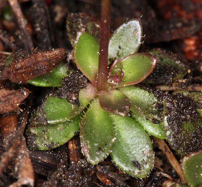 Draba carnosula, photographed by Steve Matson