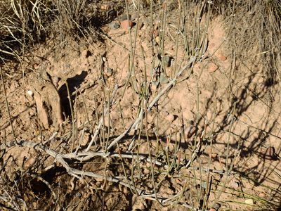 Ephedra triandra, photographed by Guillermo Debandi