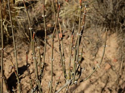 Ephedra triandra, photographed by Guillermo Debandi