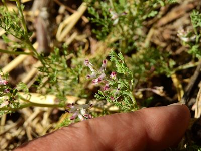 Fumaria densiflora, photographed by Guillermo Debandi