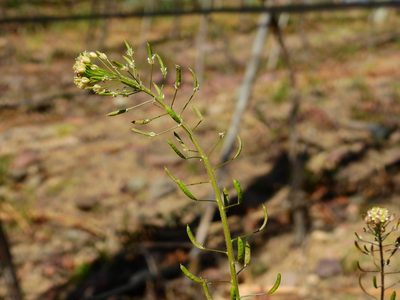 Descurainia erodiifolia, photographed by Guillermo Debandi