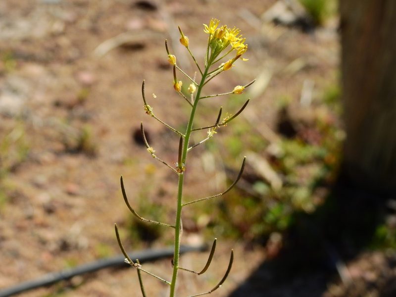 Descurainia pimpinellifolia, photographed by Guillermo Debandi