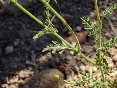 Descurainia pimpinellifolia, photographed by Guillermo Debandi