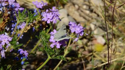 Verbena mendocina, photographed by Guillermo Debandi
