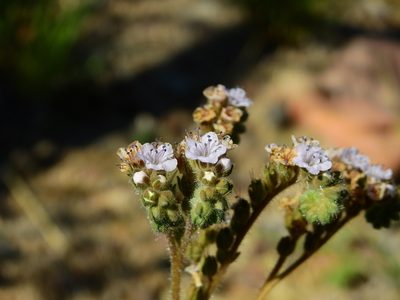 Phacelia pinnatifida, photographed by Guillermo Debandi