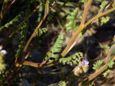 Phacelia pinnatifida, photographed by Guillermo Debandi