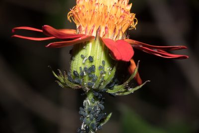 Pseudogynoxys cabrerae, photographed by Fernando Sessegolo