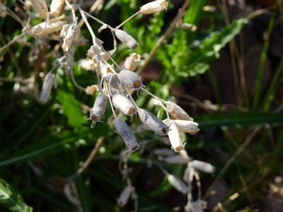 Mentzelia albescens, photographed by Guillermo Debandi