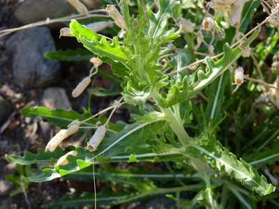 Mentzelia albescens, photographed by Guillermo Debandi