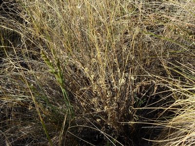 Aristida mendocina, photographed by Guillermo Debandi