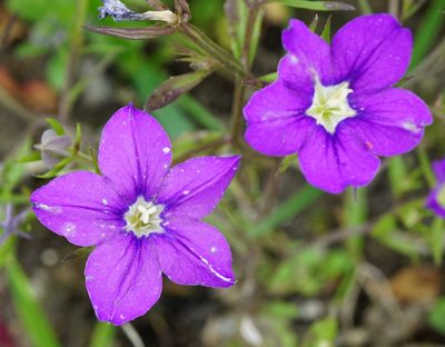 Legousia speculum-veneris, photographed by Patrick Hacker