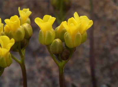 Draba incrassata, photographed by Steve Matson