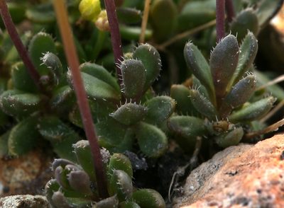 Draba incrassata, photographed by Steve Matson