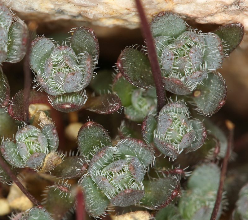 Draba incrassata, photographed by Steve Matson