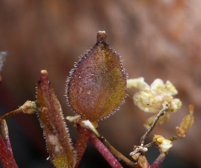 Draba incrassata, photographed by Steve Matson