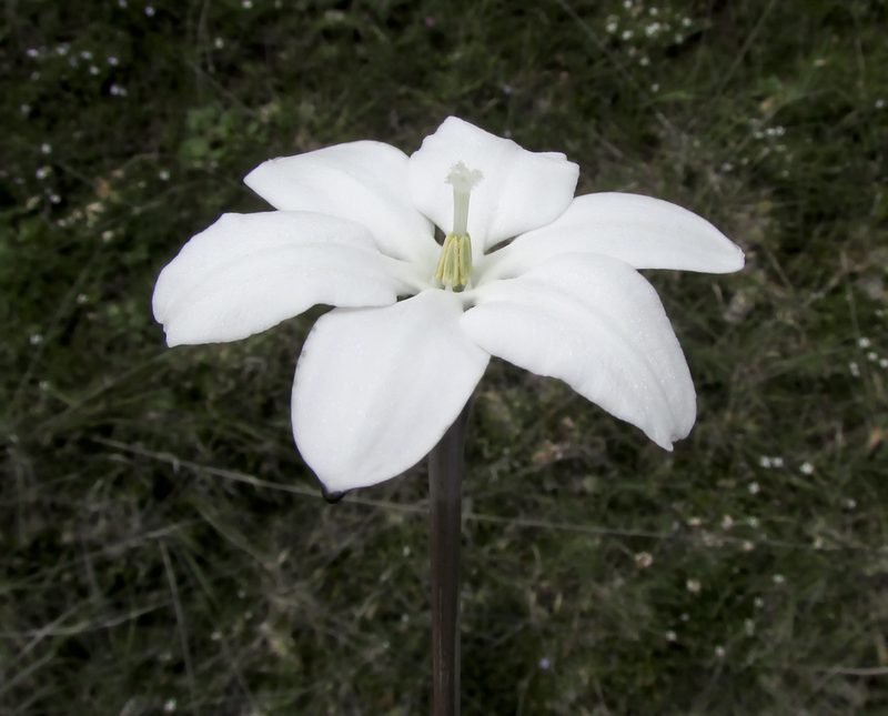 Milla valliflora, photographed by Carlos Martorell